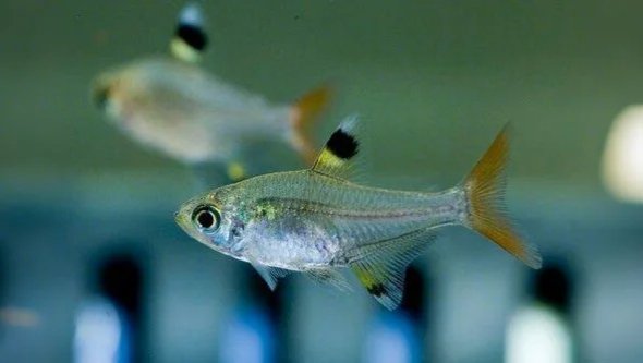 Pristella Tetra