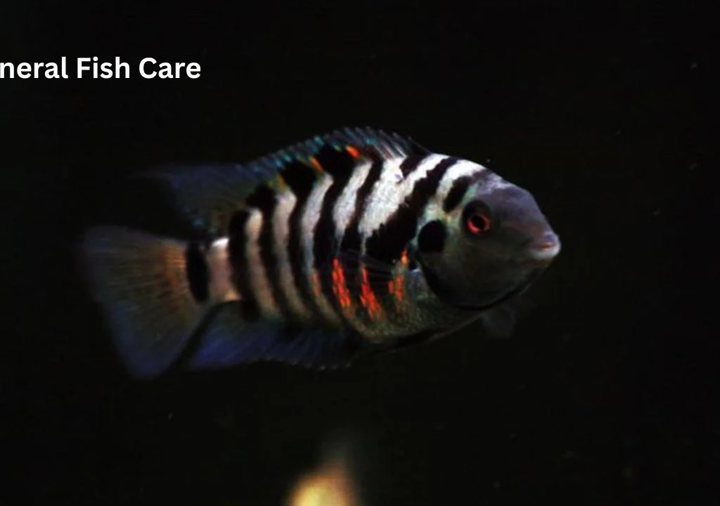 Convict Cichlid