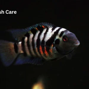 Convict Cichlid