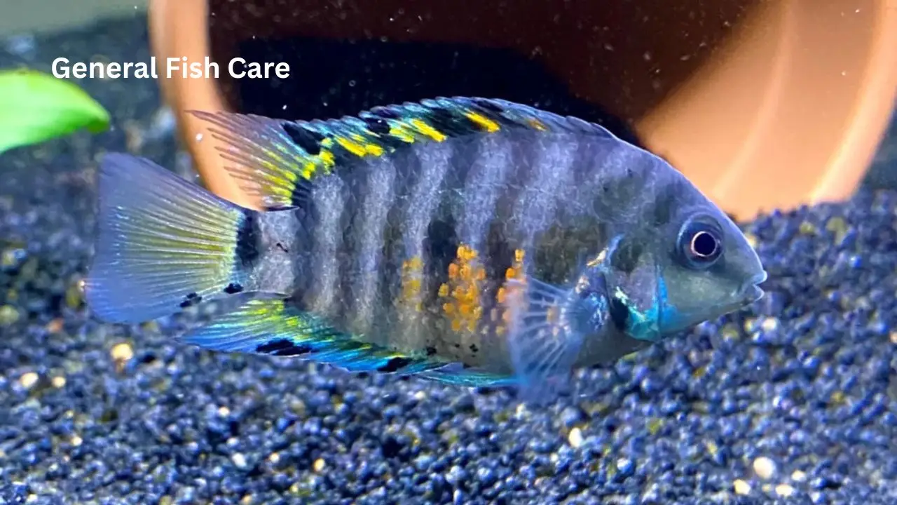 Fish Care
